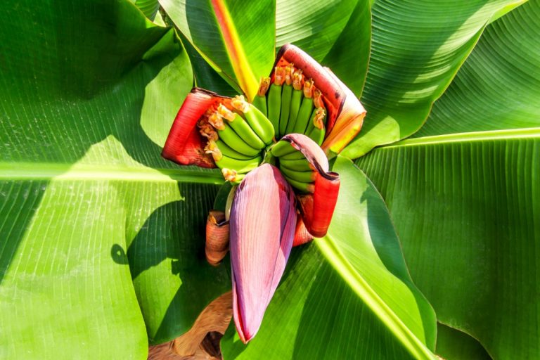 ĂN HOA CHUỐI GIÚP TĂNG SỮA CHO MẸ BẦU SAU SINH